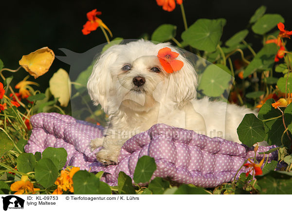 lying Maltese / KL-09753
