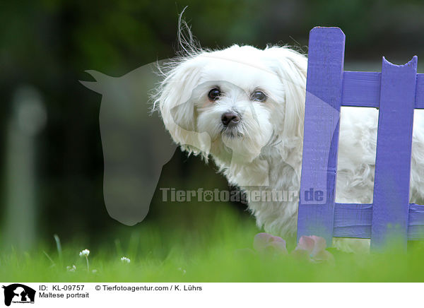 Maltese portrait / KL-09757