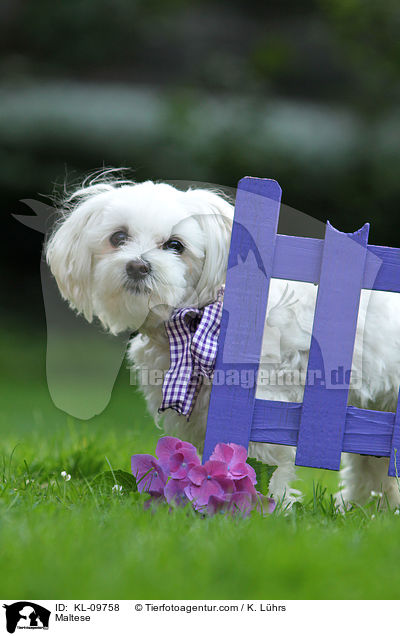 Maltese / KL-09758