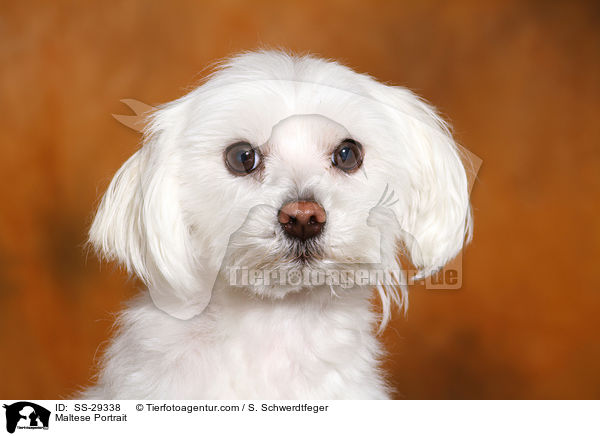 Maltese Portrait / SS-29338