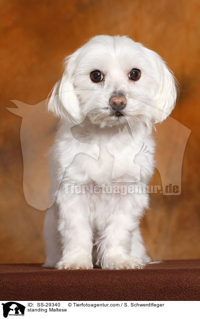 standing Maltese / SS-29340