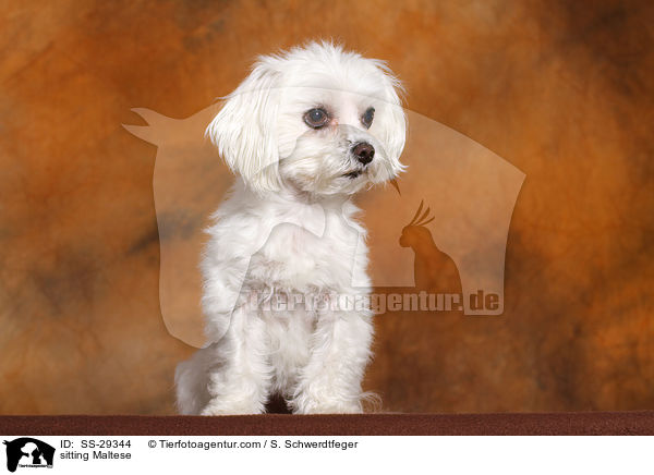 sitting Maltese / SS-29344