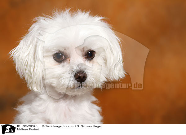 Maltese Portrait / SS-29345
