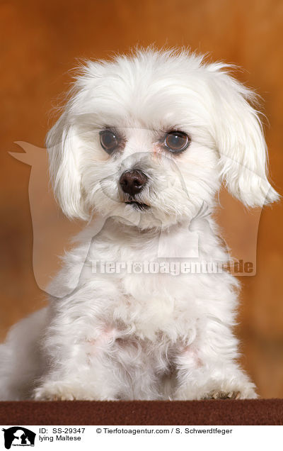 lying Maltese / SS-29347