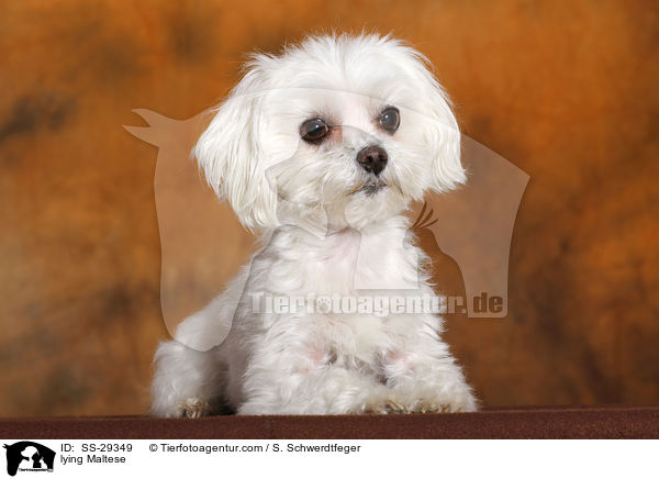 lying Maltese / SS-29349
