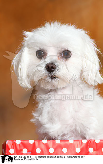 Malteser Portrait in Kiste / Maltese Portrait in box / SS-29361