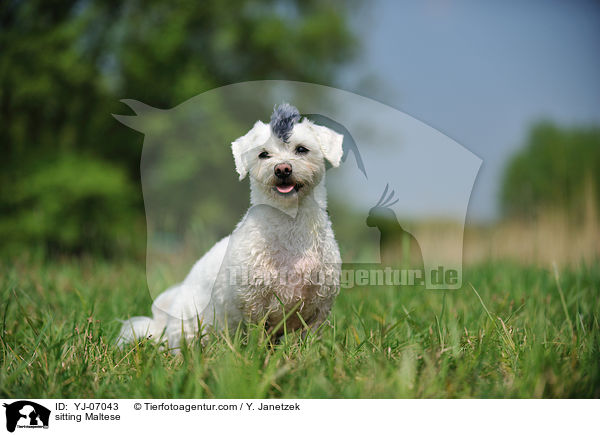 sitzender Malteser / sitting Maltese / YJ-07043