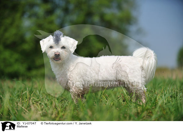 Maltese / YJ-07047