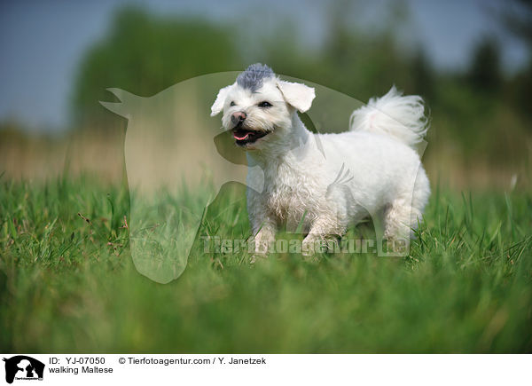 laufender Malteser / walking Maltese / YJ-07050