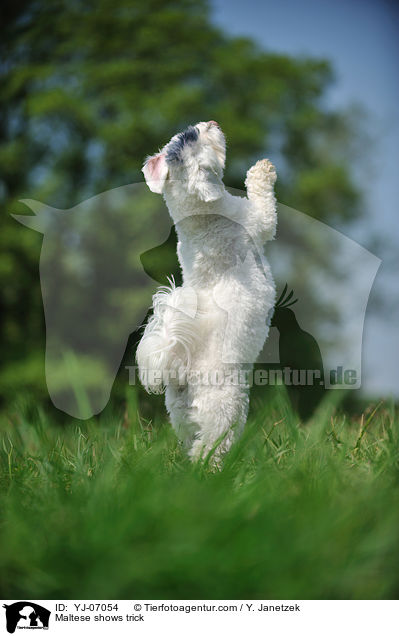 Maltese shows trick / YJ-07054
