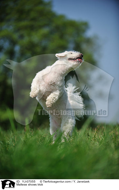 Maltese shows trick / YJ-07055