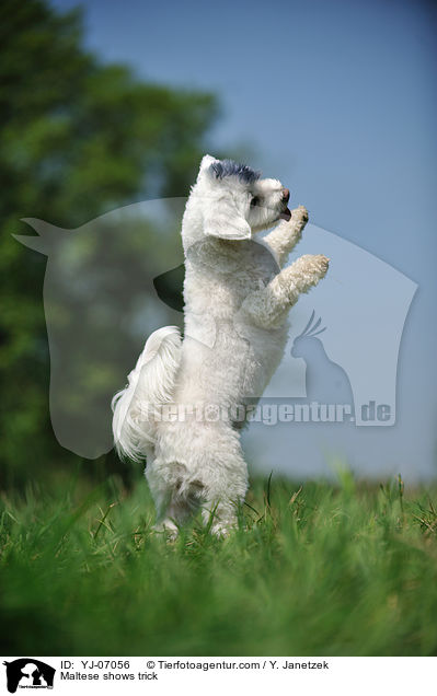 Maltese shows trick / YJ-07056