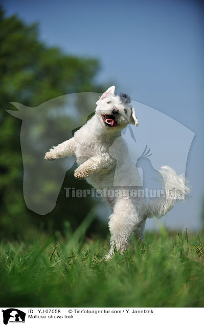 Malteser macht Mnnchen / Maltese shows trick / YJ-07058