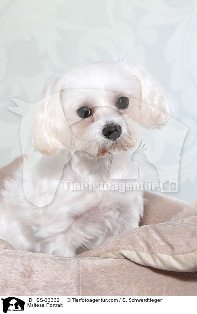 Maltese Portrait / SS-33332