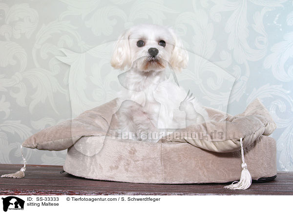 sitting Maltese / SS-33333