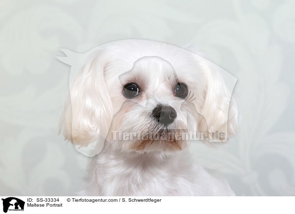 Maltese Portrait / SS-33334