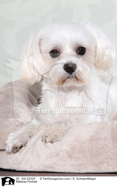 Maltese Portrait / SS-33335