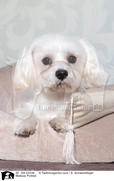 Maltese Portrait / SS-33338