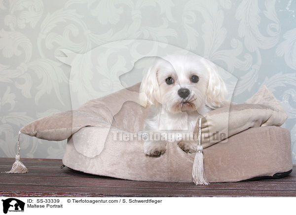 Maltese Portrait / SS-33339