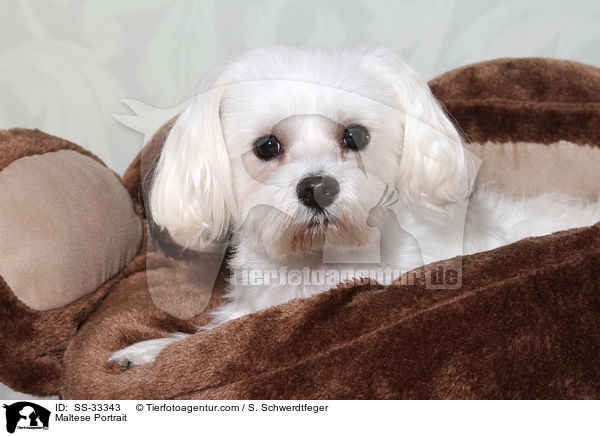 Maltese Portrait / SS-33343