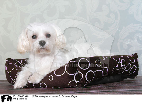 liegender Malteser / lying Maltese / SS-33346