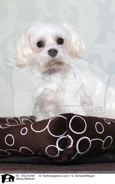 sitzender Malteser / sitting Maltese / SS-33348
