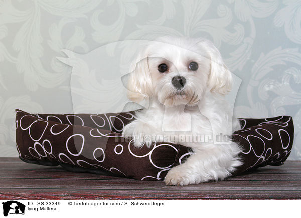 liegender Malteser / lying Maltese / SS-33349