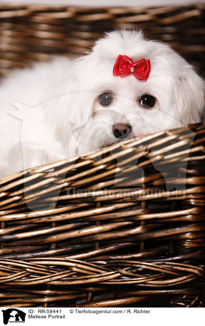 Maltese Portrait / RR-58441