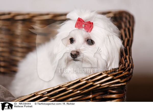 Maltese Portrait / RR-58444