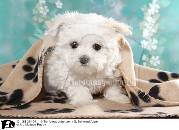 sitting Maltese Puppy / SS-36154