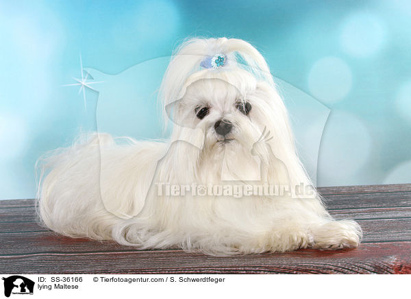 lying Maltese / SS-36166