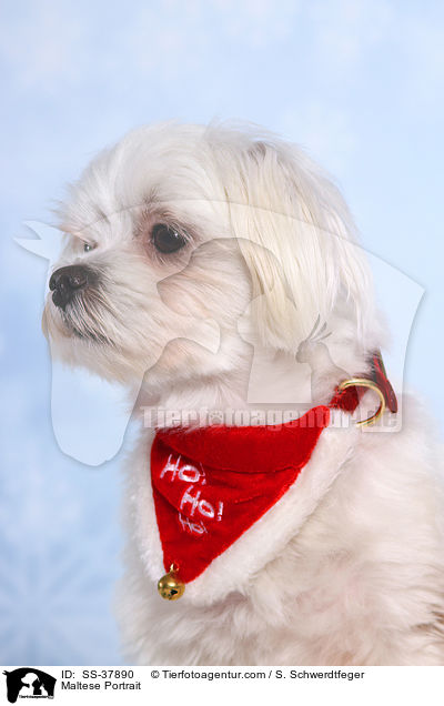 Malteser Portrait / Maltese Portrait / SS-37890