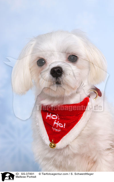 Malteser Portrait / Maltese Portrait / SS-37891