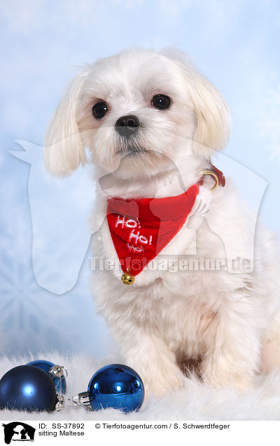 sitzender Malteser / sitting Maltese / SS-37892