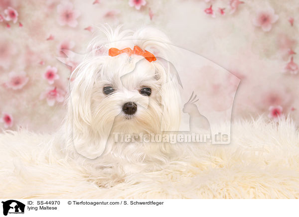 liegender Malteser / lying Maltese / SS-44970