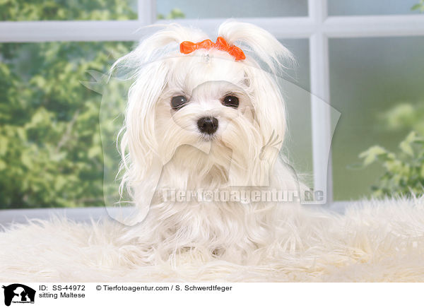 sitzender Malteser / sitting Maltese / SS-44972