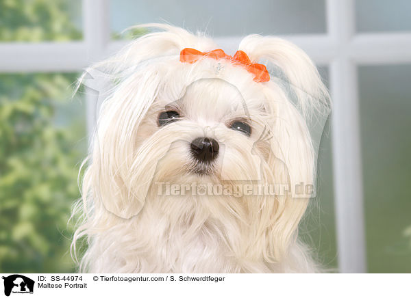 Malteser Portrait / Maltese Portrait / SS-44974