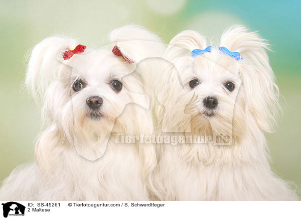 2 Maltese / SS-45261