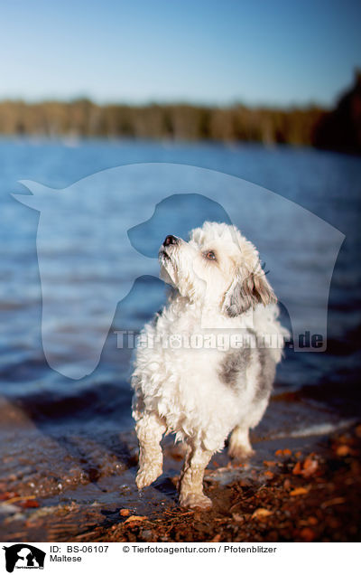 Maltese / BS-06107