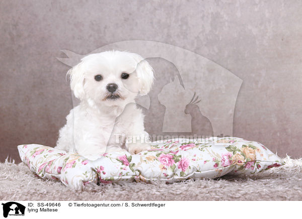 liegender Malteser / lying Maltese / SS-49646