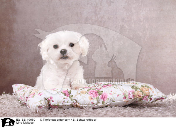 liegender Malteser / lying Maltese / SS-49650