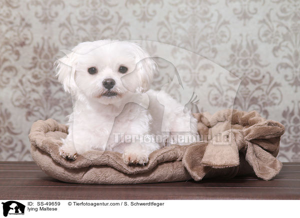 lying Maltese / SS-49659