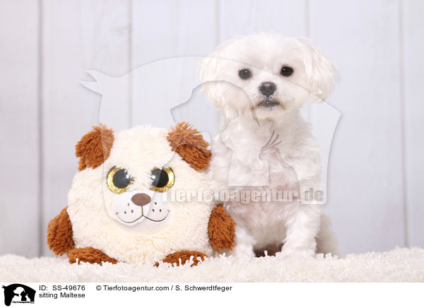 sitting Maltese / SS-49676