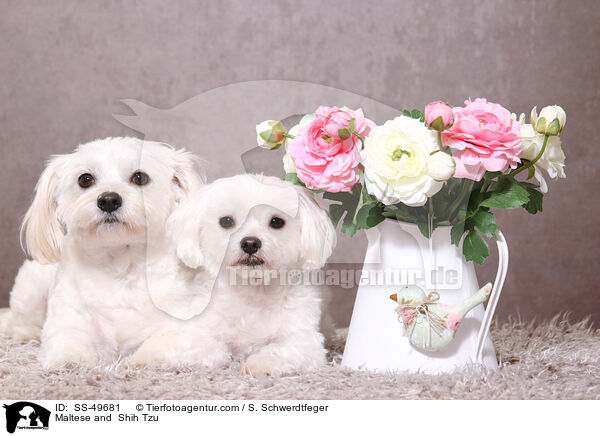 Maltese and  Shih Tzu / SS-49681