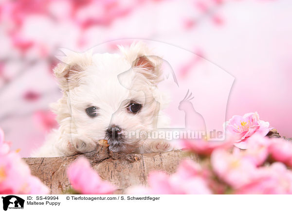 Maltese Puppy / SS-49994