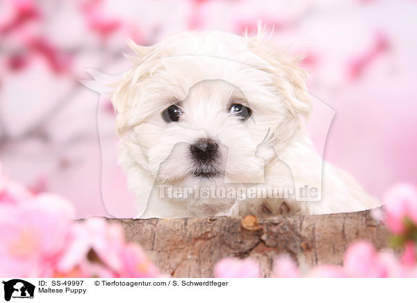Maltese Puppy / SS-49997