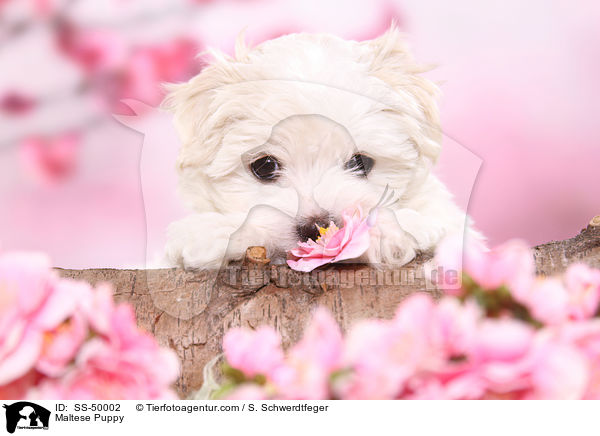 Maltese Puppy / SS-50002
