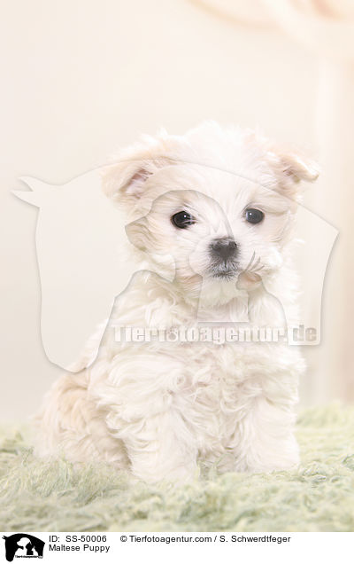 Maltese Puppy / SS-50006