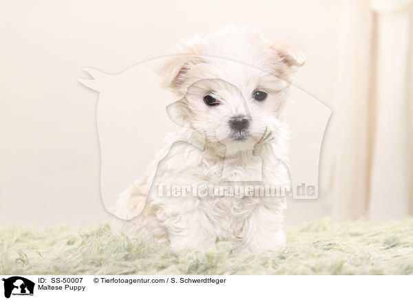 Malteser Welpe / Maltese Puppy / SS-50007