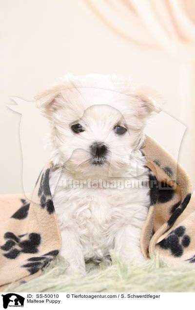 Maltese Puppy / SS-50010